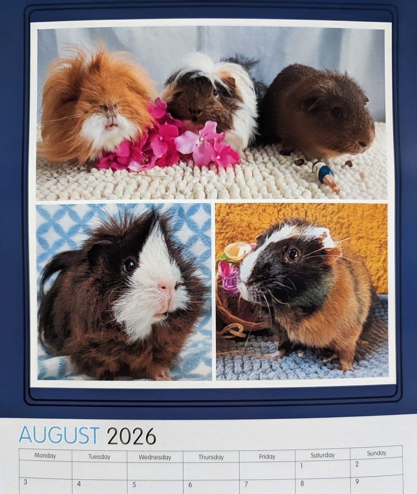 AYRS GUINEA PIG RESCUE FUNDRAISING CALENDAR 2026