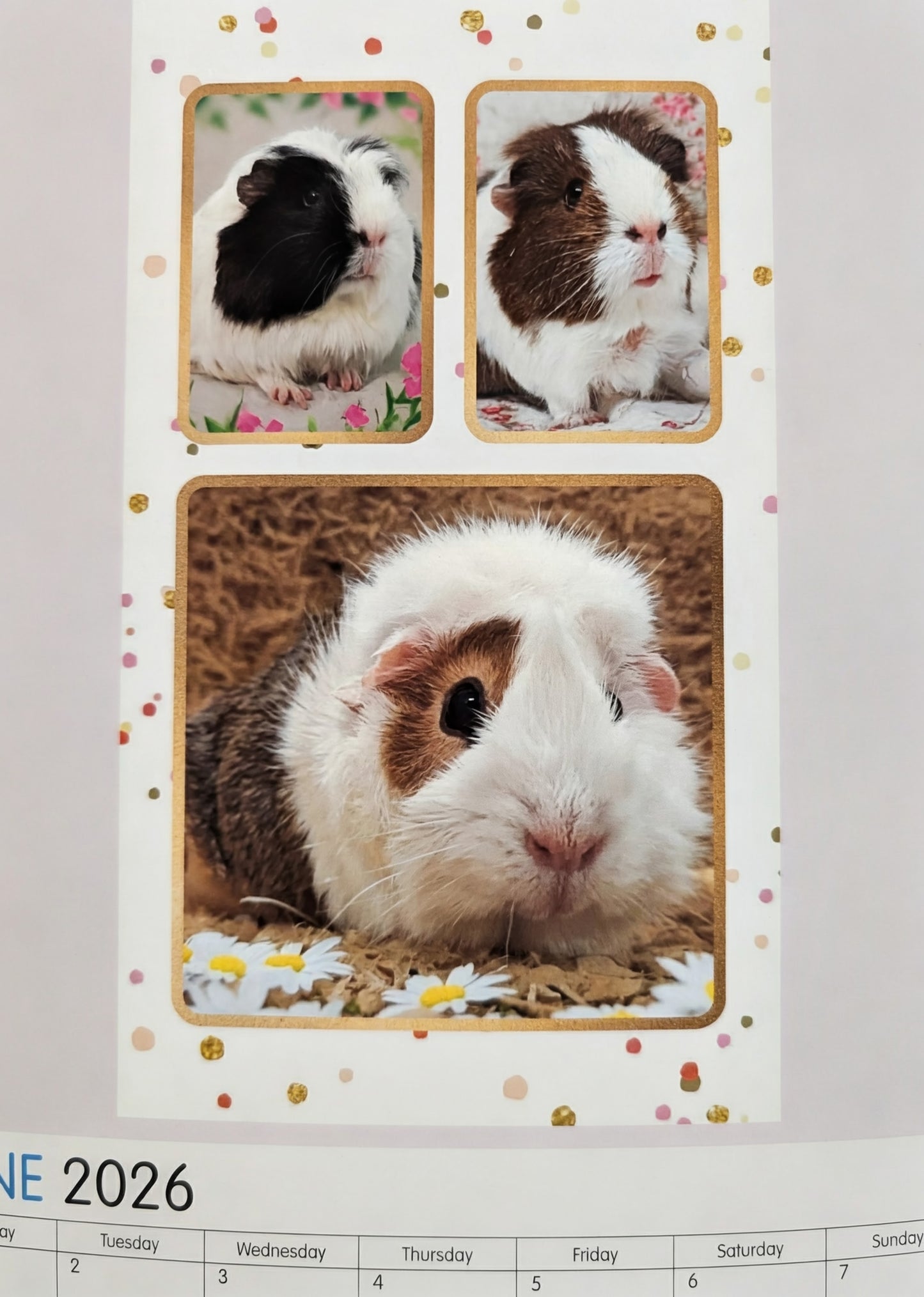 AYRS GUINEA PIG RESCUE FUNDRAISING CALENDAR 2026