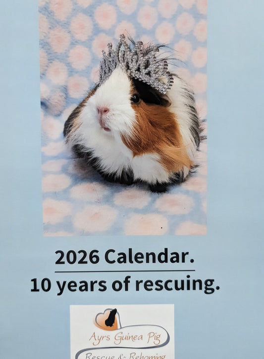 AYRS GUINEA PIG RESCUE FUNDRAISING CALENDAR 2026
